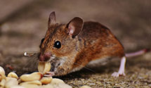 24 Hour & Emergency Exterminators in Placitas, NM